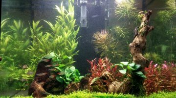 200l Amazonien