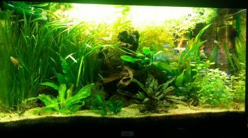 rio 125L Amazonien