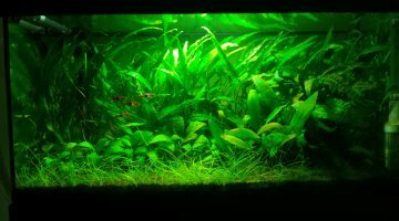 "Jungle asiatique"