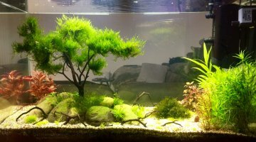 Zen Zone (128 l.)