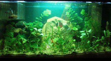 Alvarium
