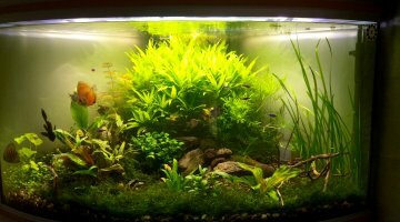 300 litres