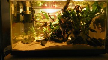 54L amazonien