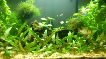 Premier 54l planté