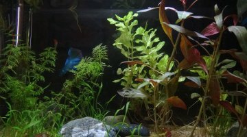 Betta