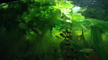 Aquarium de Ppiout