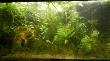 60l Low Tech