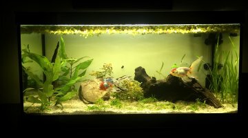 100 L Poisson Rouge