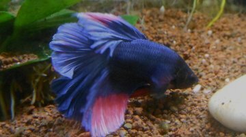 Fluval Edge I - Betta