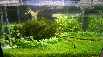 Scaper's tank 35l dennerle