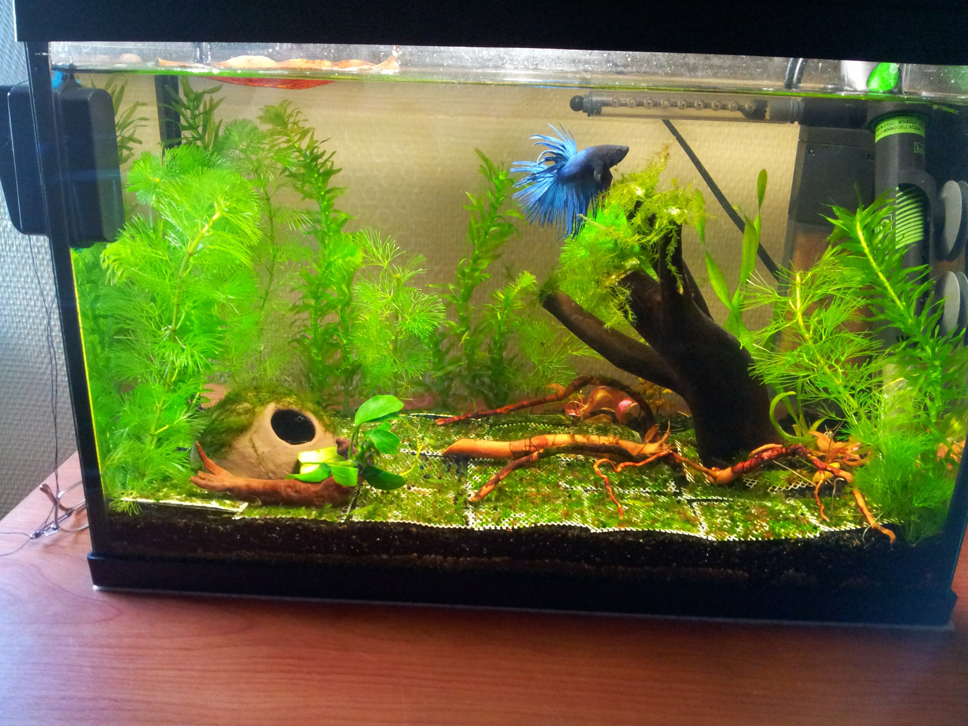 Nouvelle version de l'aquarium de 20 litres pour le Betta Splendens