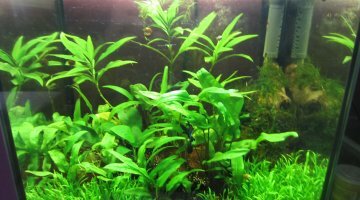 24l planté