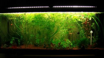120L Bac Jungle Green