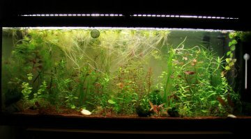 120L Bac Jungle Green