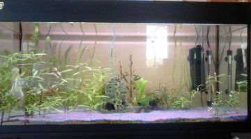 200 l amazonien