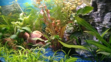 Mon aquarium