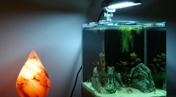 20 litres Asiatique