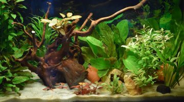 125 Litres Rasbora Arlequin