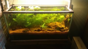 MiniWal (LowTech)