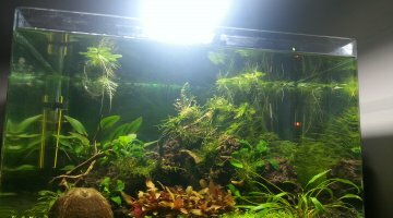50 L dennerle crevette/galaxy