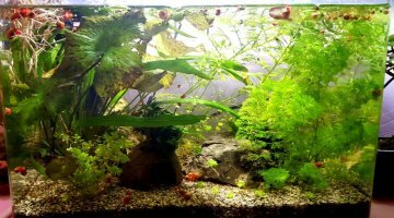 35L - Killies/Neocaridina