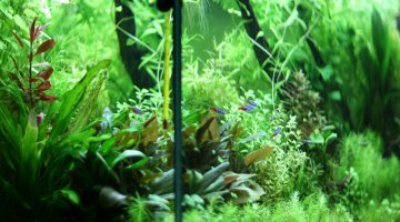 180L Néon's