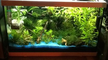 40 litres crevette