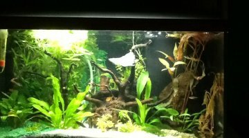 40 litres combattant
