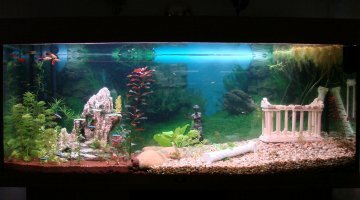 240L Viridis Olympus