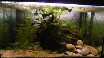 80L asiatique
