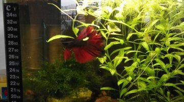 15 L Betta