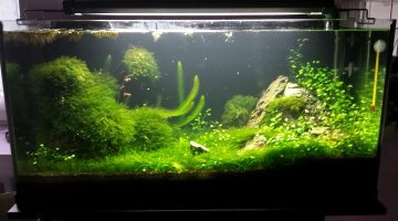 96 L brut non filtré spe crevettes