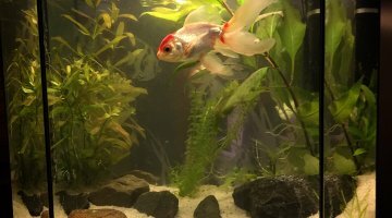 poisson rouge