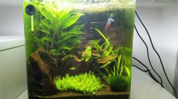 NanoBetta 20L
