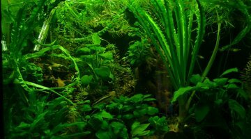 120 Litres ex xypho