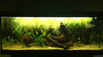 420 Litres Amazonien