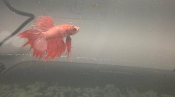 20 litres Aqua Golden