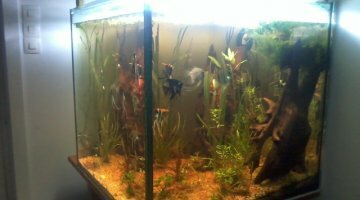 Nano cube 500l Scalaires