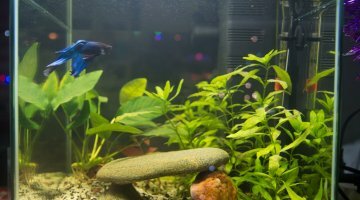 20L Betta