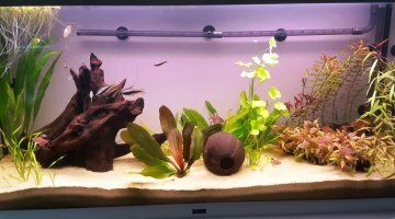 200L - Amazonien