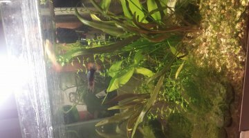 DENNERLE NANO 27L