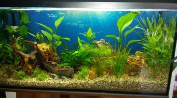 200 litres shubunkin