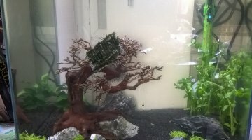 Fluval Edge 46l - En cycle