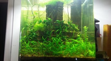 nano crevette 35l