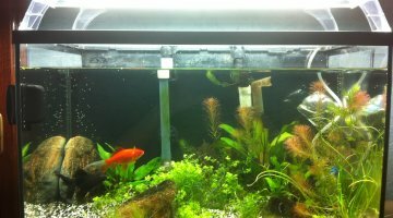 Aquastart 55