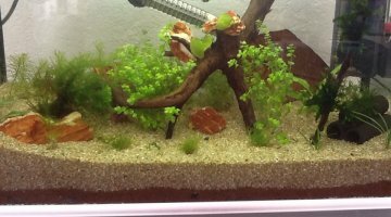 30l spe neocaridinia