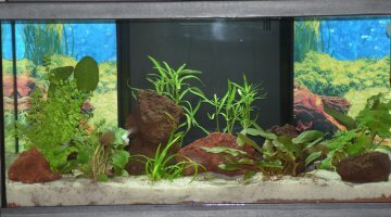 60 litres Tetra Amandae