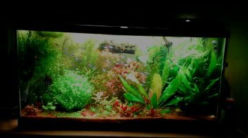 200l hollandais