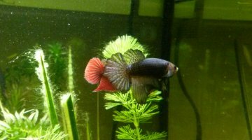 60L betta femelles