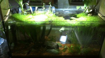 100l betta splendens